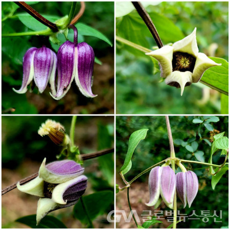 (사진:이종봉사진작가) "검종덩굴"꽃의 다양한 모습들