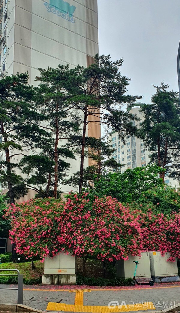 '배롱나무' 붉은 꽃에 둘러 싸인 아파트 일 뿐인데, 정원 안에 지어진 전원 같다. 