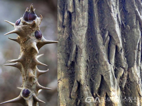 (사진: 민속식물연구소) 음나무(해동피) 나무껍질