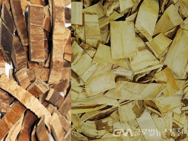 (사진 : 민속식물연구소) 음나무 껍질 절편