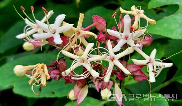 (사진: 이종봉생태사진작가) "누리장나무"의 예쁜 꽃
