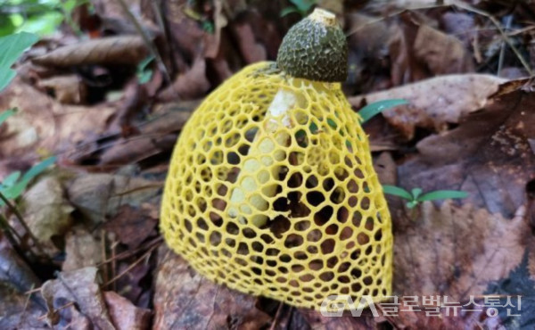 (사진 : 구반회생태해설가) 노랑 망태 버섯의 아름다움( 독버섯으로 주의)