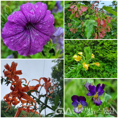 (사진:구반회) 폐츄시아, 신나무열매, 달맞이꽃, 팬지꽃, 참나리 꽃(시계방향으로)