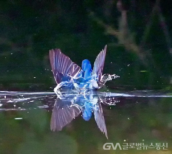 (사진제공:김강수Photo youtuber) 물총새common kingfisher의 먹이사냥 순간 - 먹이를 향해 번개 같은 입수~