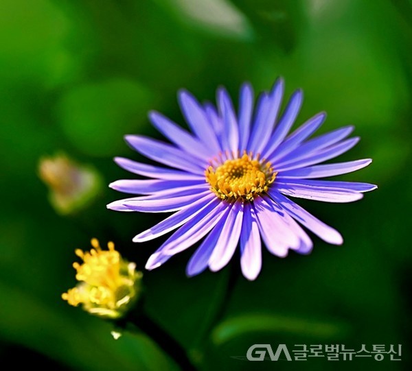 (사진제공:김강수Photo Youtuber제공) 활짝 핀 자줏빛 쑥부쟁이 꽃과 노랑봉오리