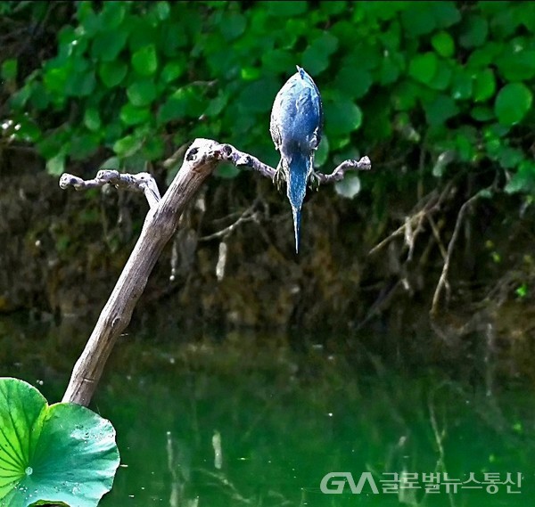(사진제공:김강수Photo youtuber) '해오라기'의 물고기 사냥 - 물 위에 솟은 가지에 올라 지나는 물고기를 노리고 있다.
