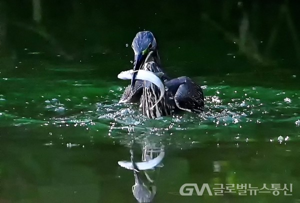 (사진제공:김강수Photo youtuber) '해오라기'의 물고기 사냥 - 결과는 성공 커다란 물고기가 길고 강력한 부리에 물려있다. 