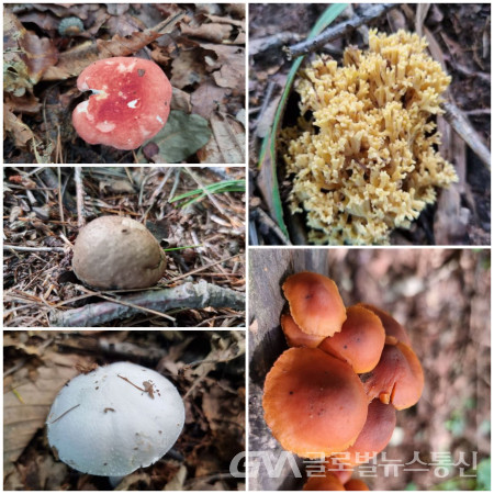 (사진:구반회) 노란싸리버섯, 종각버섯, 주름버섯, 먼지버섯,  혈색무당버섯 (시계방향)
