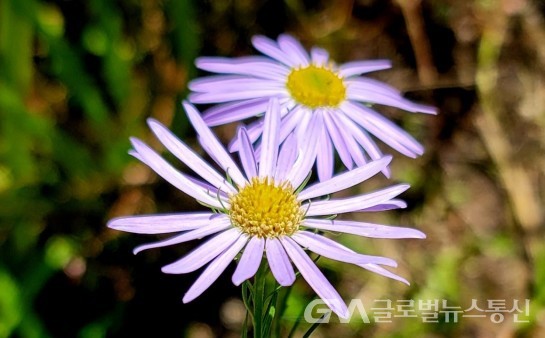(사진: 이종봉생태사진작가) "단양쑥부쟁이" 의 아름다운 꽃 