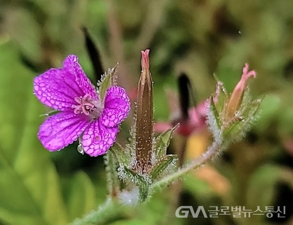 (사진제공: 김강수Photo youtuber) 이슬 머금은 '이질풀Thunberg's geranium' --민간에서는 대장 카타르·위궤양·십이지장 등에 약재로 사용한다 