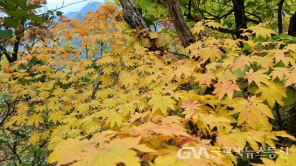 (사진: 구반회생태작가) 종주 산행중 만난 예쁜 노랑 단풍잎