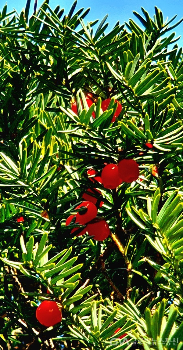  주목朱木 열매 - 유난히 붉은 빛이 눈에 든다.