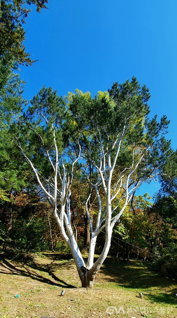 밋밋한 나무껍질이 회백색인 소나무과 상록침엽 교목, 백송白松.