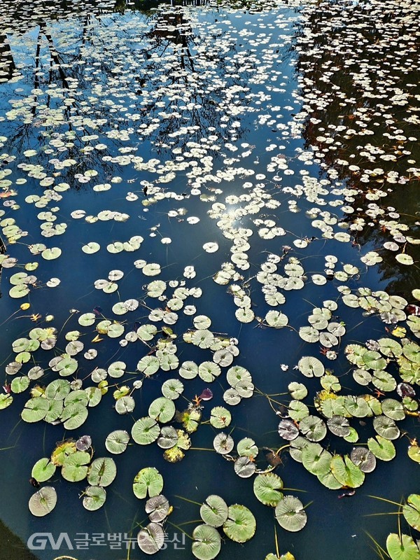 (사진제공: 김진성 삼성전자DS부문상생컨설턴트.부사장) 대상공원 연못 - 가을 햇볕 받아 반짝임이 눈 부시다