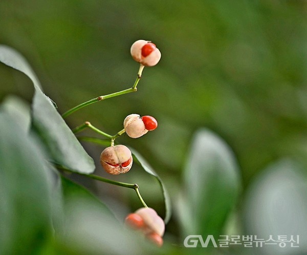 (사진제공:김강수 Photo YouTuber) 네갈래 갈라진 껍질 속에서 살며시 드러난 사철나무 붉은 열매