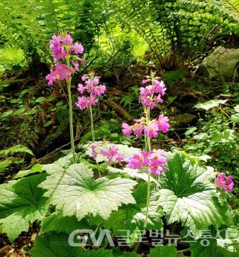 (사진 :이현용변호사/숲해설가) 보기힘든 아름다운 야생화 "큰 앵초 꽃"