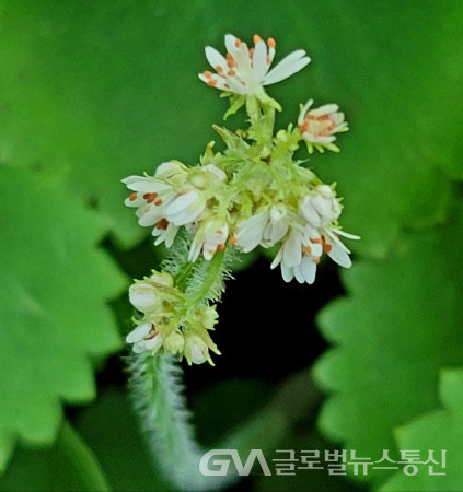 (사진 : 이종봉생태사진작가) 예쁜 구실바위취 꽃 모습