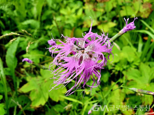 (사진 :이현용 숲해설가)아름다운 술패랭이 꽃
