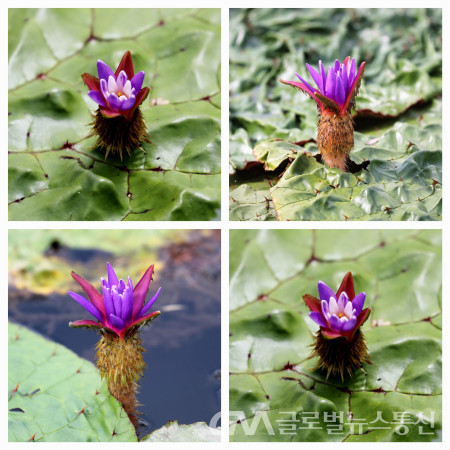 (사진 :이종봉생태사진작가) 강릉 경포호 수변 생태 공원의 아름다운 가시연꽃들