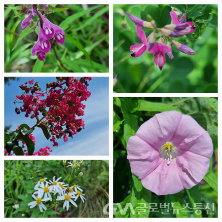 (사진:구반회)초록싸리.메꽃, 참취꽃, 나무백일홍, 며느리밥풀,(시계방향으로)