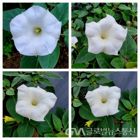 (사진: 이종봉생태사진작가) "흰독말풀" 꽃 모습