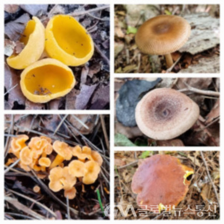 밀버섯, 당귀젖버섯, 껄껄이그물버섯, 꾀꼬리 버섯, 술잔버섯(사진은 시계방향으로)