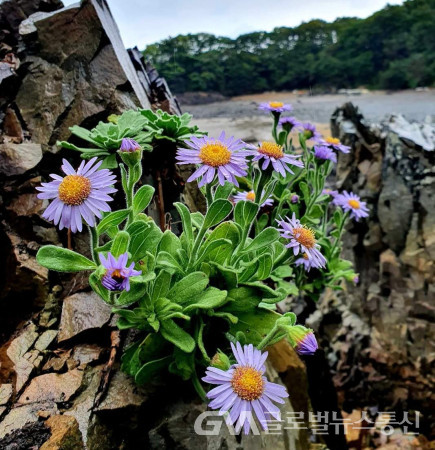 (사진:이현용)아름답고 화려한 영흥도의 해국꽃 모습