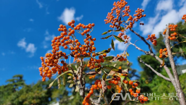 (사진: 구반회) 설악산의 가을 상징, 빨간 마가목 열매