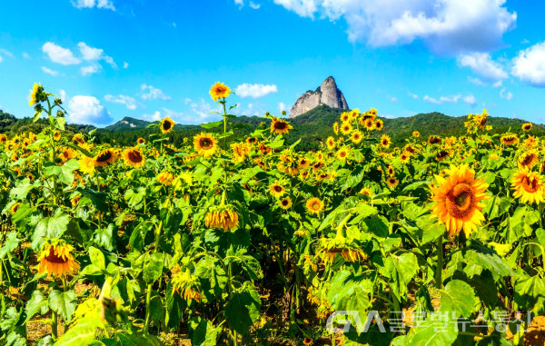 (사진 ;김연묵사진작가) 멀리 마이산과 아름다운 해바라기 꽃  