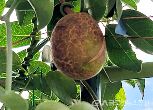 (사진: 이종봉생태사진작가) "멀꿀"의 열매 모습
