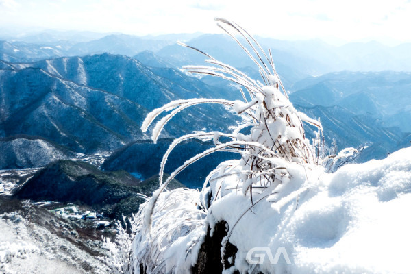 (사진: 김연묵작가) 하이얀 눈 소복히 덮힌 갈대와 산맥 전경
