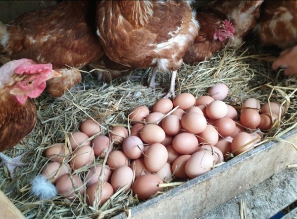 (사진 : 글로벌 뉴스 통신 황성배 기자) 행복한 달걀을 생산하는 최갑식부부가 자랑하는  한국 최초로 " 닭고기  육회와  스테이크로  먹을 수 있는  친환적인  포천 두레 자연 농장