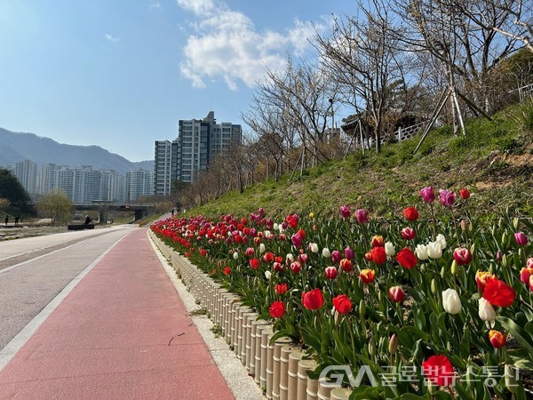 (사진제공:기장군) 좌광천변 새봄맞이 튤립 꽃길 조성