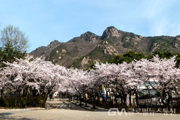 (사진:김연묵작가) 계룡산 장군봉이 바라다 보이는 활짝핀 벚꽃 풍경