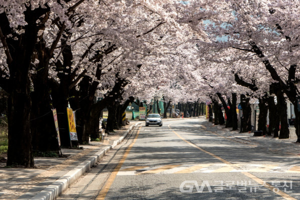 (사진:김연묵작가) 아름다운 동학사길 벚꽃 가로수 모습