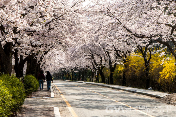 (사진: 김연묵사진작가) 아름다운 동학사길 벚꽃 가로수 모습
