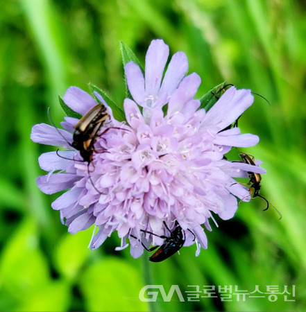 (사진;이종봉) 알프스에서 만난 아름다운 "크나우티아꽃"